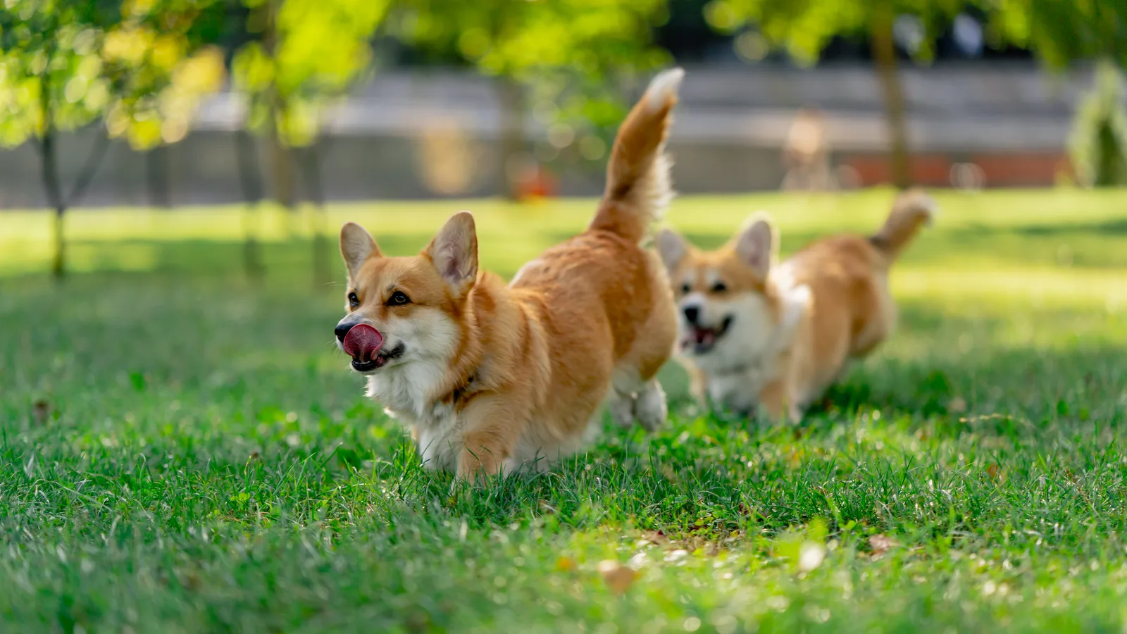 Corgis Race the Gulfstream Park Dirt Again Saturday in Hallandale Beach