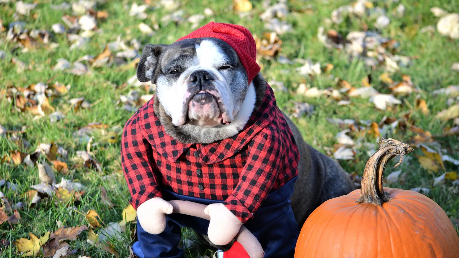 Boca Raton's Dogs Get a Race of Their Own at Howl-O-Ween, Leading a Week of City Halloween Fun