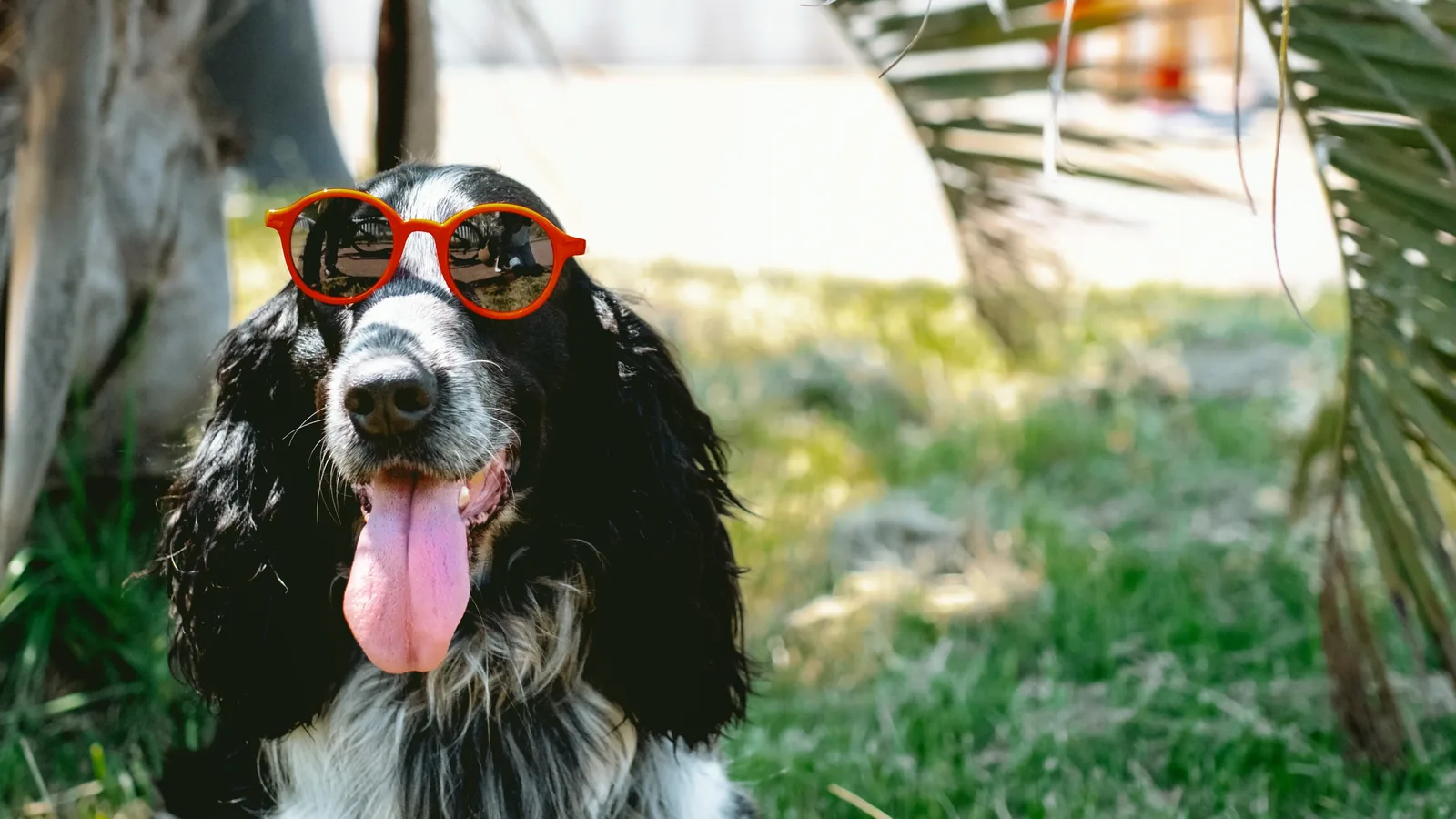 This Week in Wilton Manors: A Dog Costume Parade, a Gallery's Closing Night and Joan Crawford's Final Bows