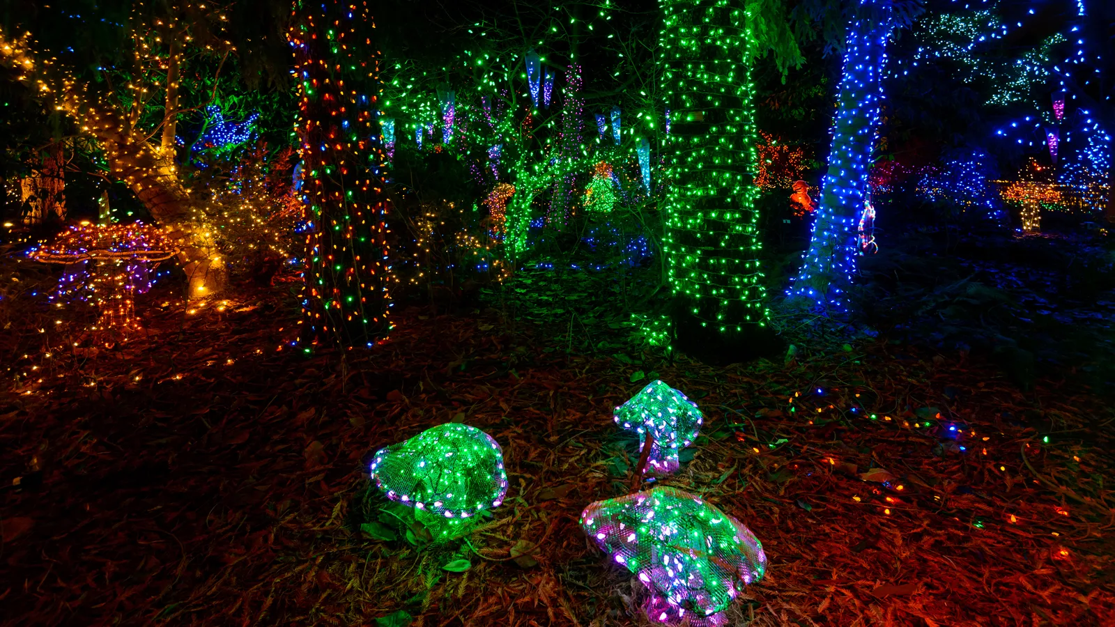 Flamingo Gardens Lights Up Davie With All-New Displays and a 35-Foot Tree, Starting Nov. 21