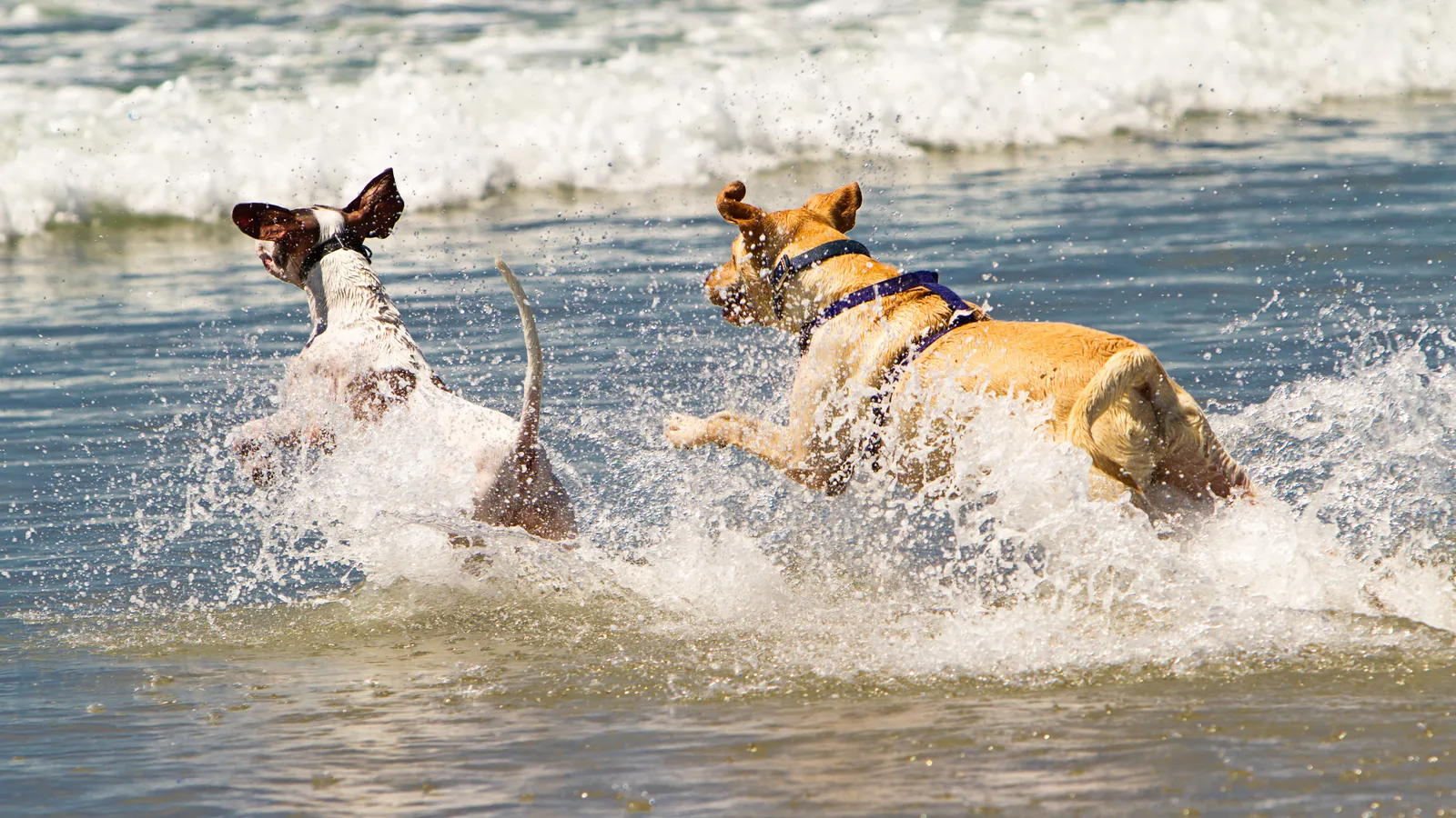 Off Leash and Into the Surf: Boynton Beach Gives Its Oceanfront Park to Dogs for One Saturday