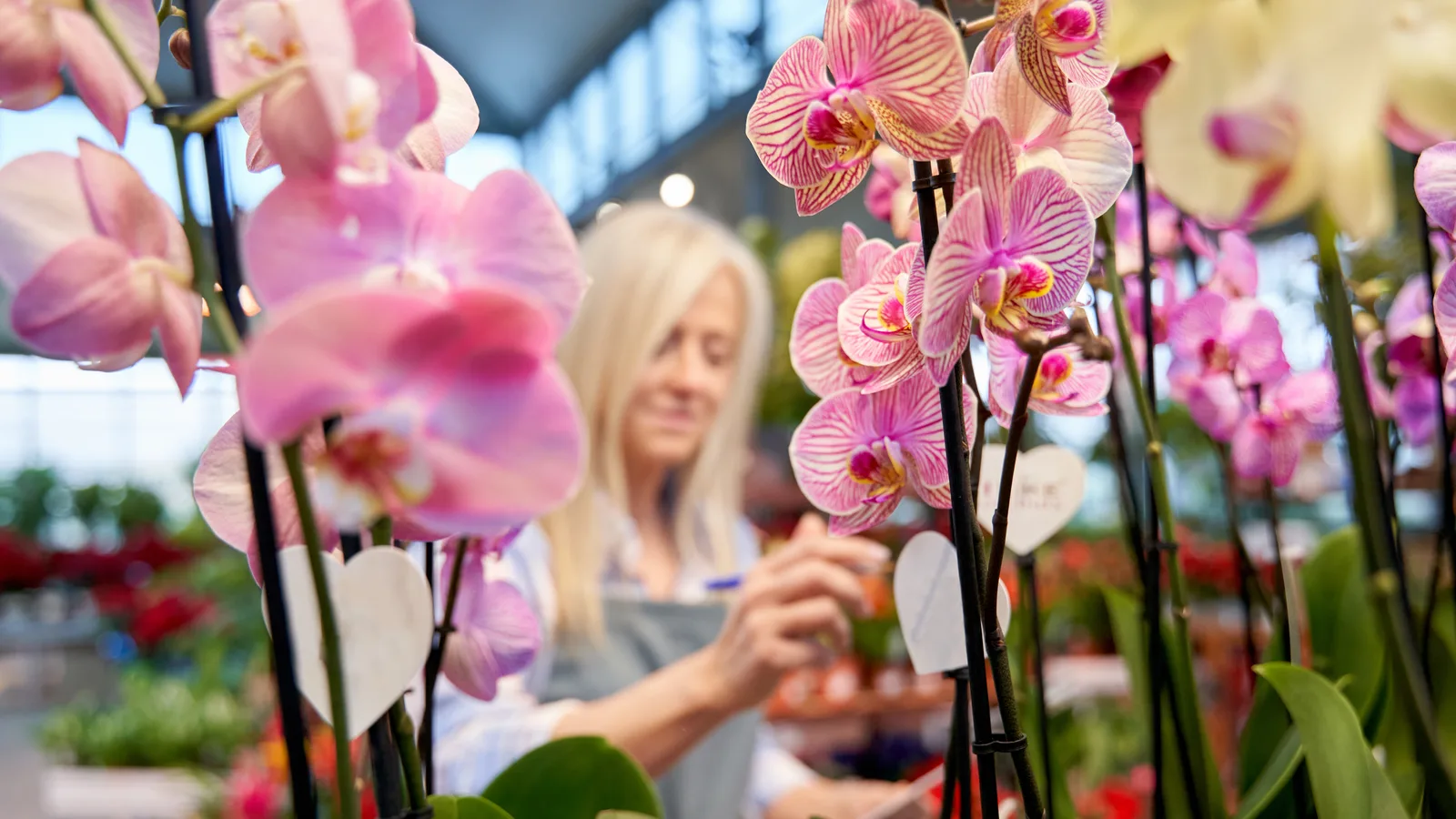 Orchids, Rare Palms and a Scholarship: The 58th Broward County Plant Affair Returns to Plantation