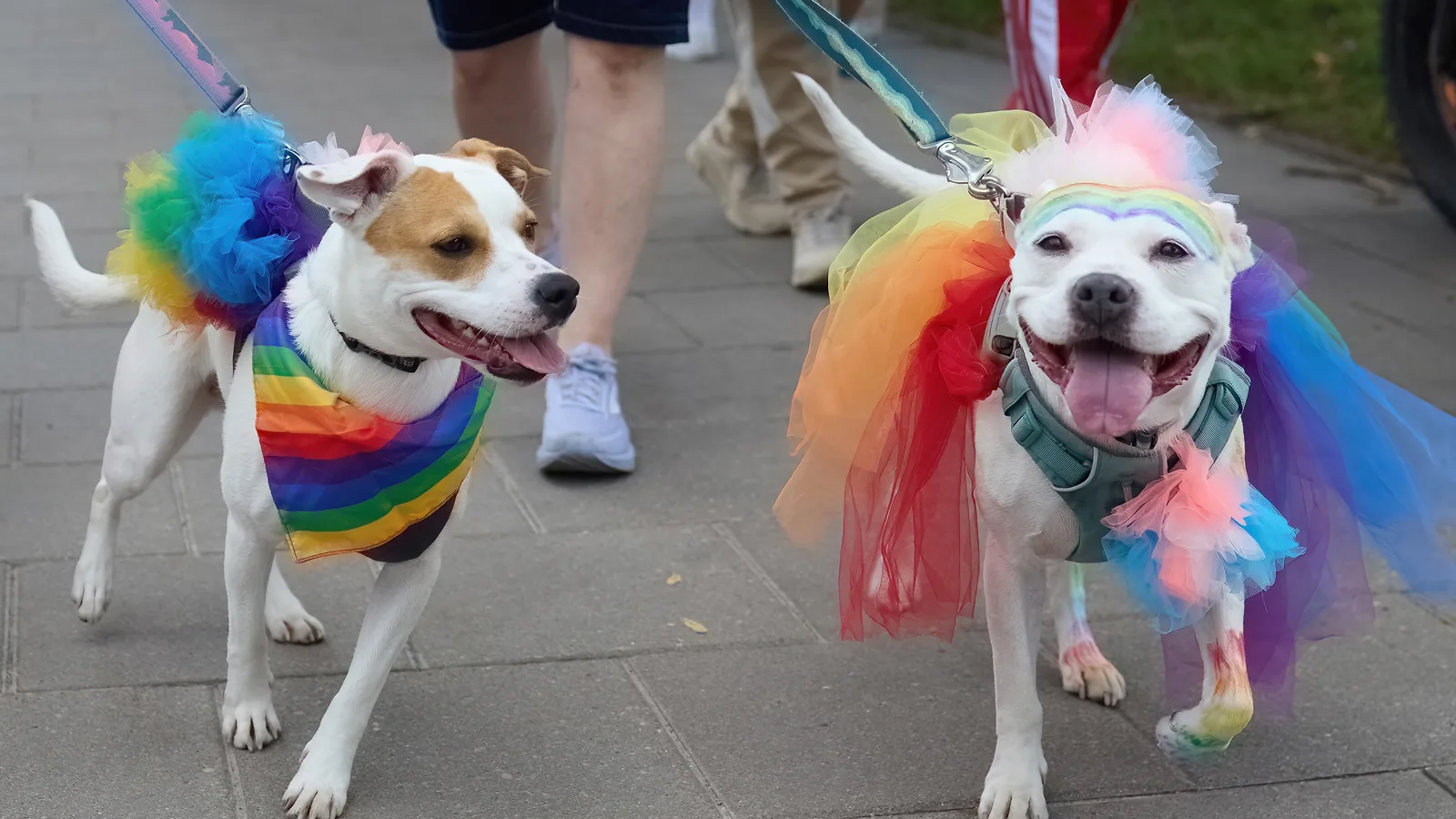 Wilton Manors Is Picking Its First Dog Mayor, and Voting Is Open Until Oct. 15